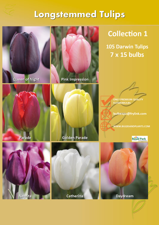 01 | Collection Longstemmed Tulips (7 x 15 bulbs)