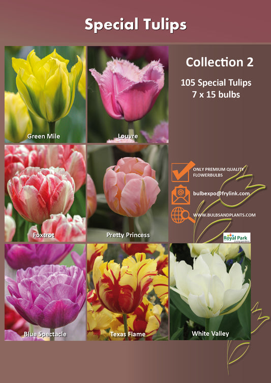 02 | Collection Special Tulips (7 x 15 bulbs)