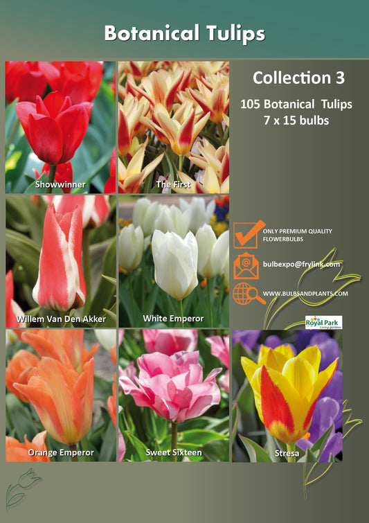 03 | Collection Botanical Tulips (7 x 15 bulbs)