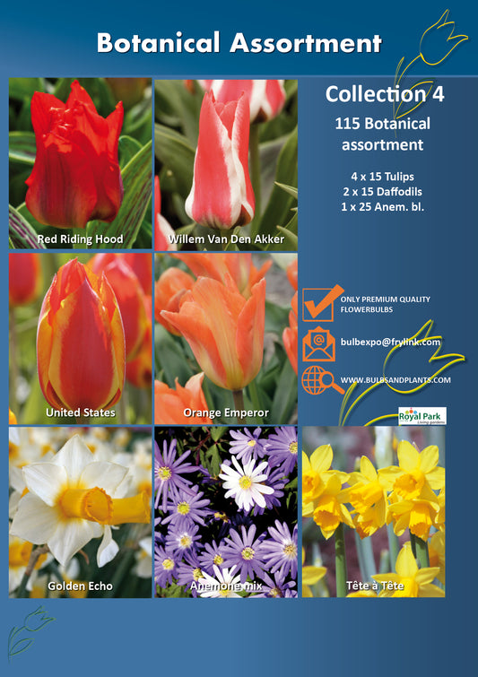 04 | Collection Botanical Assortment (115 bulbs)
