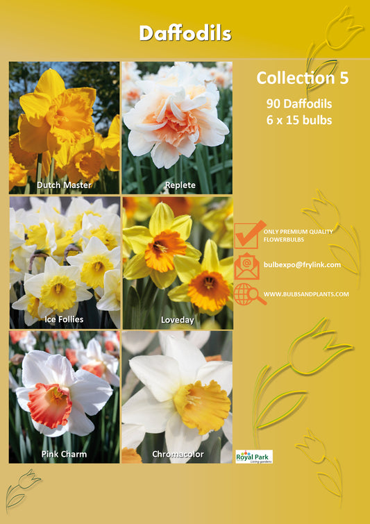 05 | Collection Daffodils (6 x 15 bulbs)