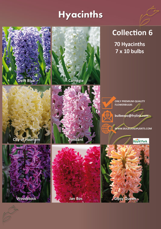 06 | Collection Hyacinths (7 x 10 bulbs)