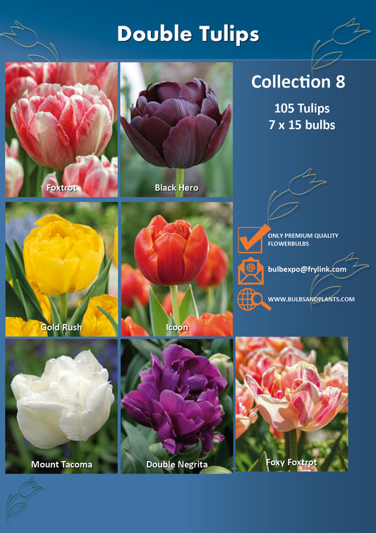 08 | Collection Double Tulips (7 x 15 bulbs)