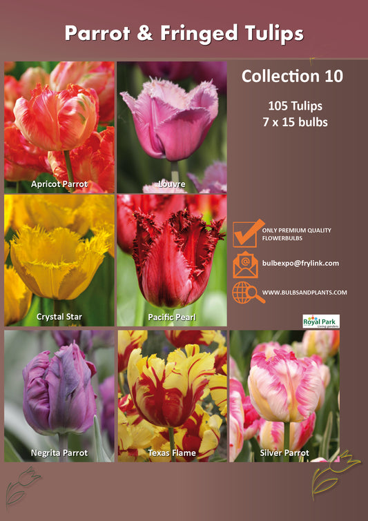 10 | Collection Parrot & Fringed Tulips (7 x 15 bulbs)