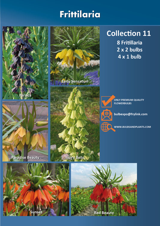 11 | Collection Frittilaria (8 bulbs)