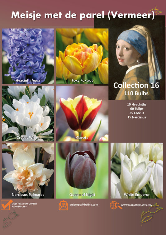 16 | Collection Vermeer (110 bulbs)